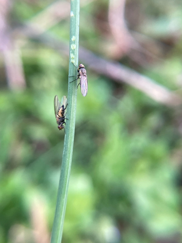 Unknown species found near Old Burnsville Hill Rd, Woodfin, NC, US