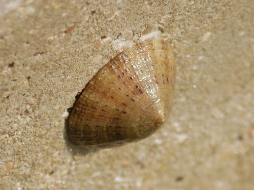 Patella rustica