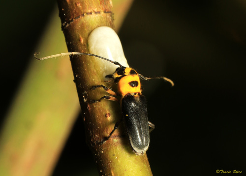 Cephalodina