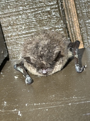 Little Brown Bat observed by salamander_breadcrumbs