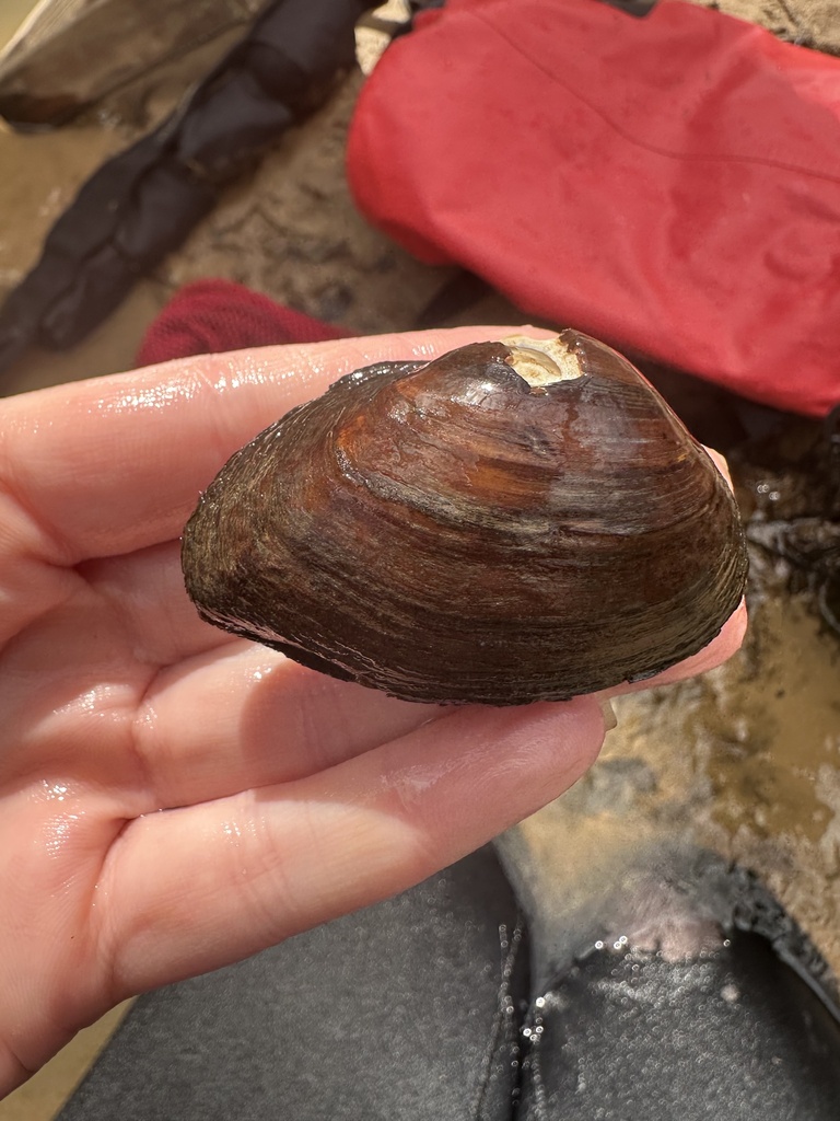 Ovate Clubshell in March 2026 by Brittany Barker-Jones · iNaturalist