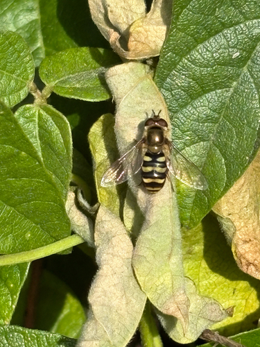 Unknown species found near Bay Hill Rd, Chula Vista, CA, US