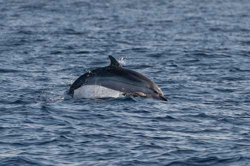Stenella coeruleoalba