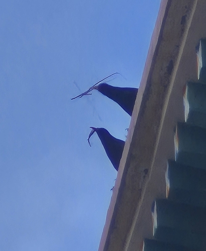 Red-billed Chough