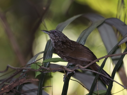 Variable Limestone Babbler