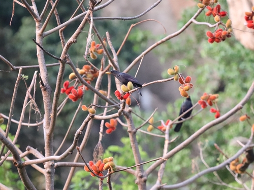Blue Whistling-Thrush