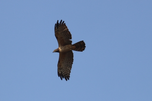Oriental Honey-buzzard