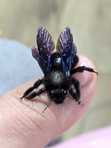 Violet Carpenter Bee