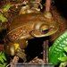 White-lipped Bright-eyed Frog - Photo (c) Daniel Austin, all rights reserved, uploaded by Daniel Austin