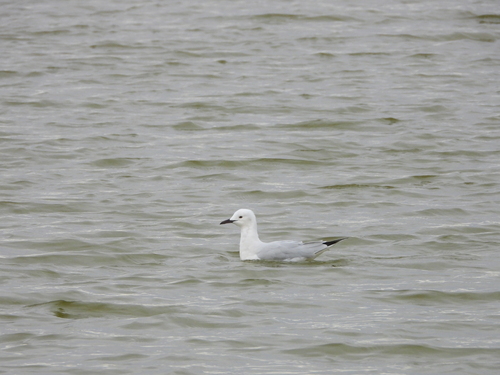 Slender-billed Gull