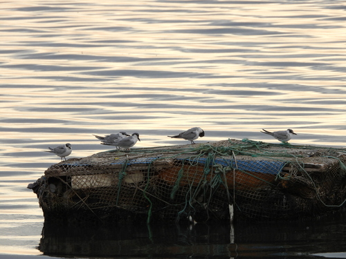 Whiskered Tern