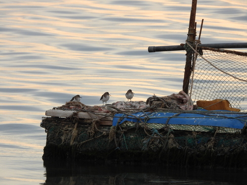 Common Sandpiper