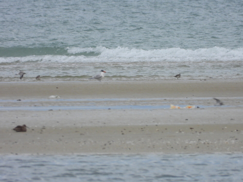 Caspian Tern