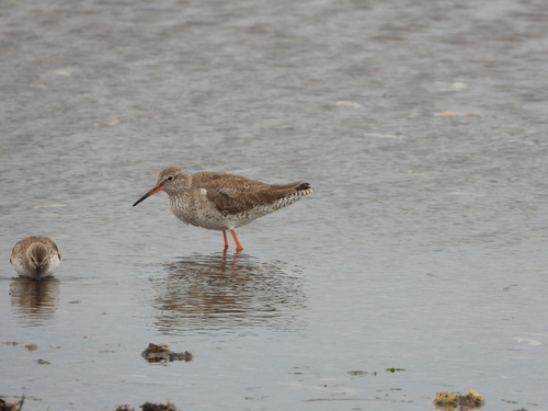 Common Redshank