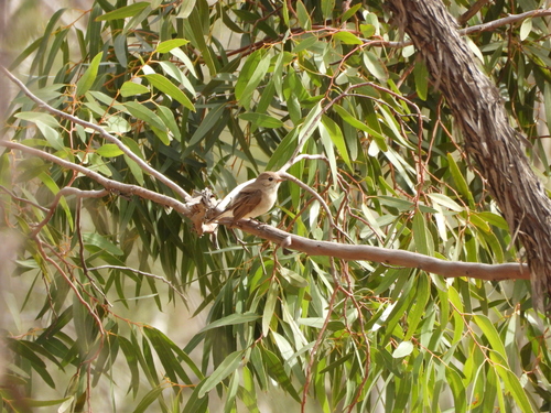 Red-breasted Flycatcher