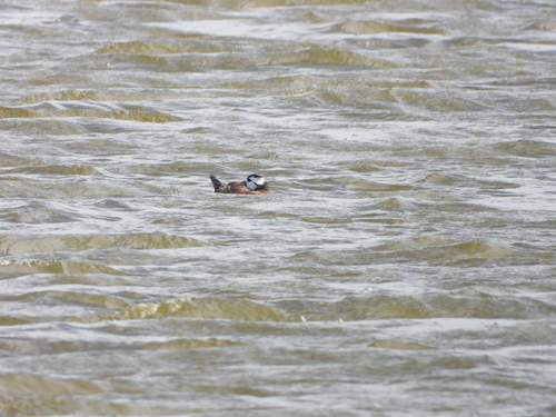 White-headed Duck