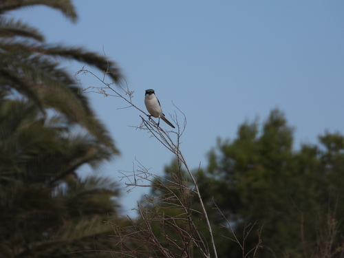 Great Gray Shrike