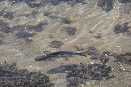 Chelon labrosus