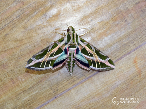 Vine Sphinx