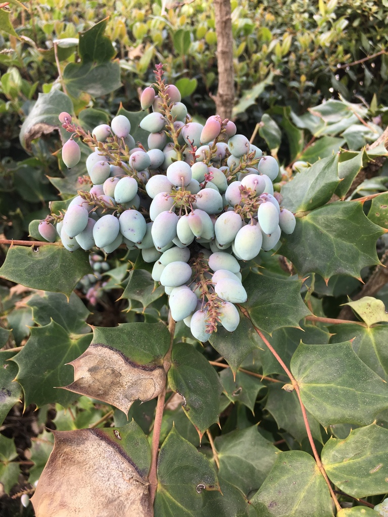 Mahonia bealei