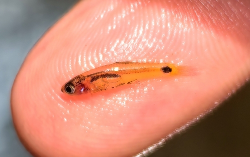 Barboides