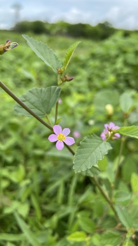 Pyramid Flower