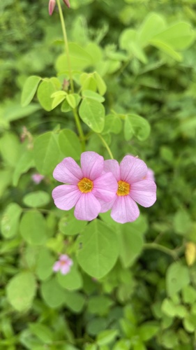 Oxalis cratensis