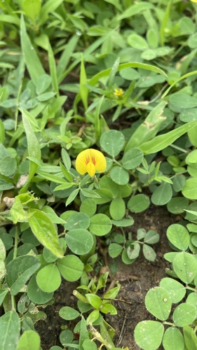 Zornia latifolia