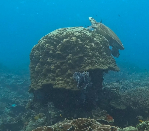 Eretmochelys imbricata