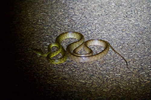 Brown Tree Snake sighting