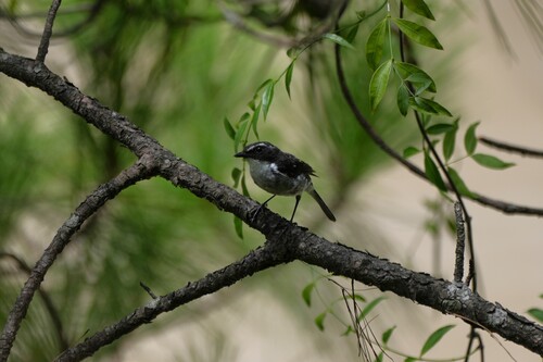 Grey Bushchat