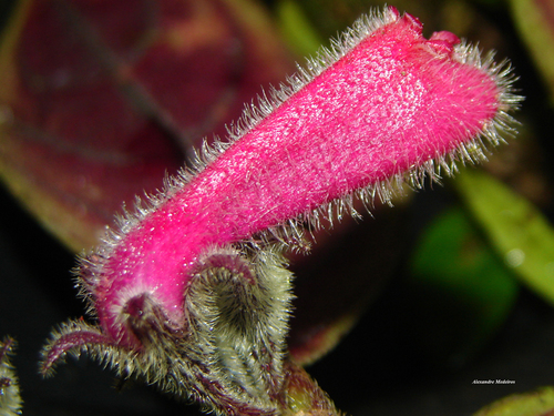 Nematanthus monanthos
