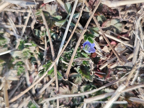 bird's-eye speedwell