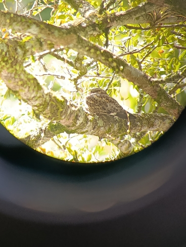 Chotacabras zumbón observed by hernan_david_osorio