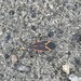 Eastern Boxelder Bug from John Heinz National Wildlife Refuge at Tinicum, Philadelphia, PA, US on March 11, 2026 at 03:34 PM by Joseph Clark