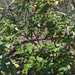 leatherleaf mahonia from Philadelphia, PA, US on March 14, 2026 at 12:43 PM by Daniel Fabian