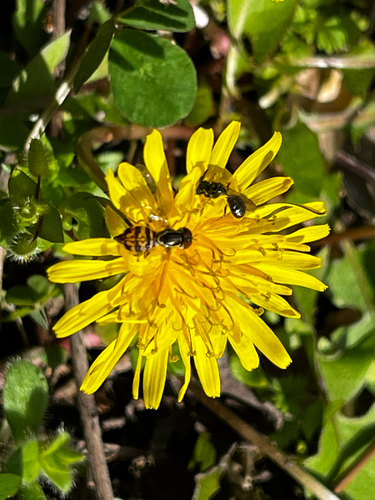 Unknown species found near Cartersville, GA, US