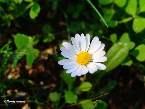 Annual Daisy