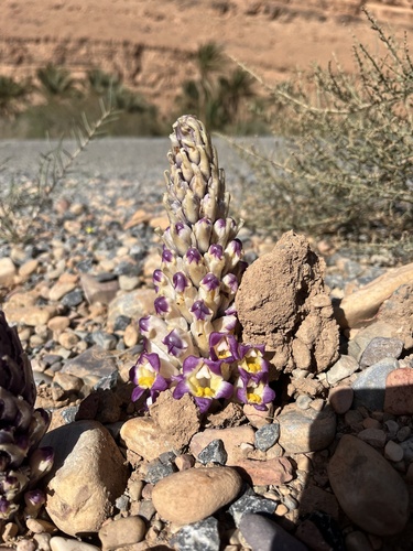 Cistanche violacea