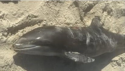 Lagenodelphis hosei