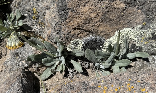 Senecio candollei