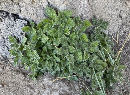 Urtica echinata