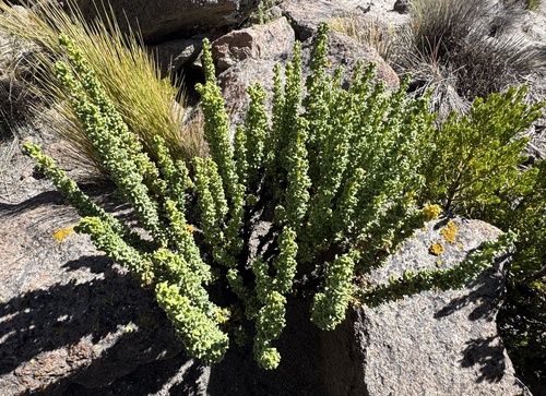 Senecio nutans