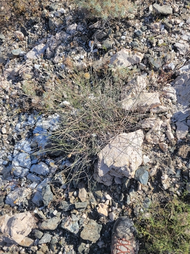 iNaturalist observation photo of Sweetbush