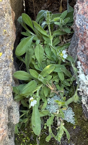 Cerastium peruvianum