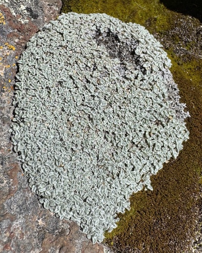 Mniodes caespititia