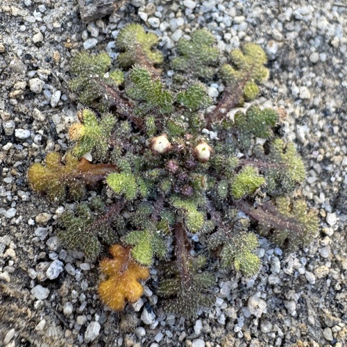 Mancoa hispida
