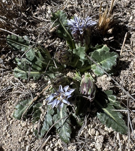 Perezia pinnatifida