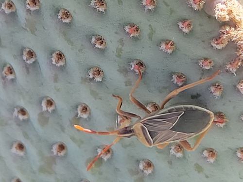 iNaturalist observation photo of Chelinidea