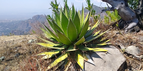 Agave horrida
